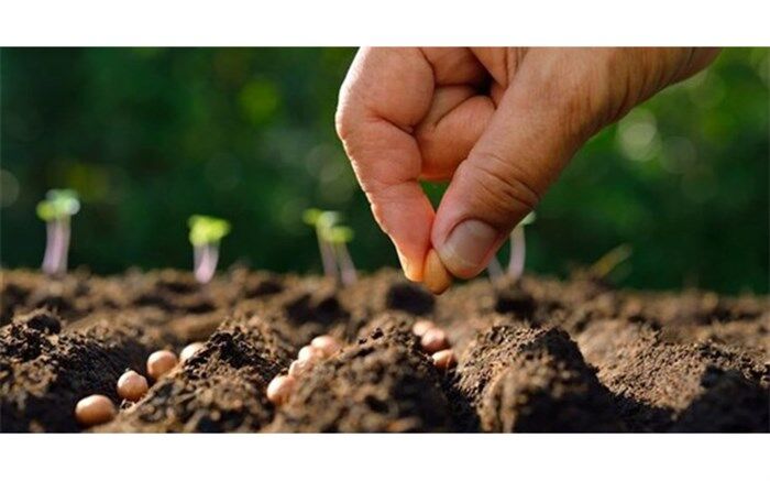 بذر مورد نیاز کشاورزان استان قزوین برای کشت پاییزه تأمین شده است