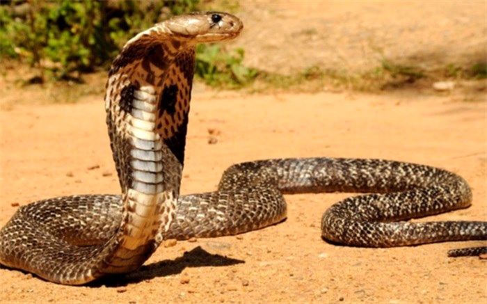 سرانجام دوستی ۱۱ ساله پسر جوان با مار کبری / فیلم