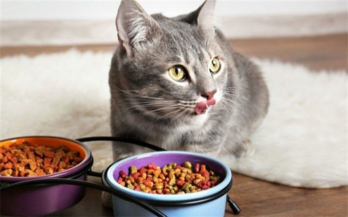 غذای پولدارترین زن جهان