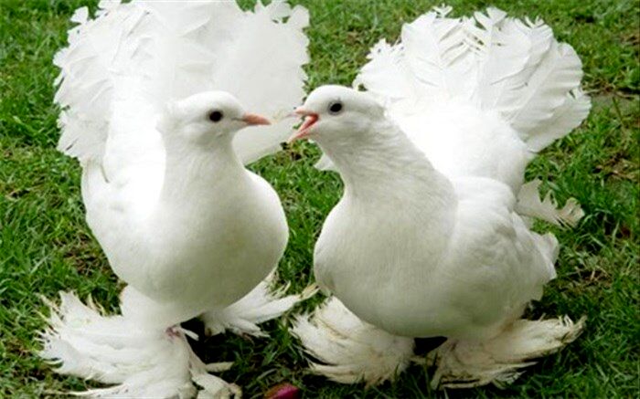 کبوترهای میلیونر