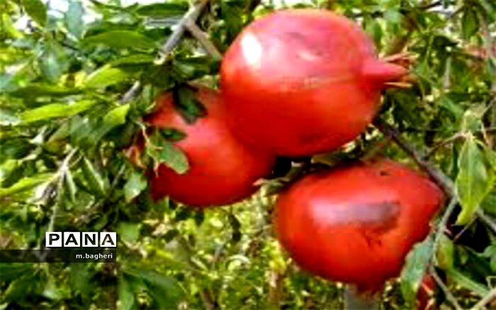 برداشت یاقوت سرخ درشهرکاج