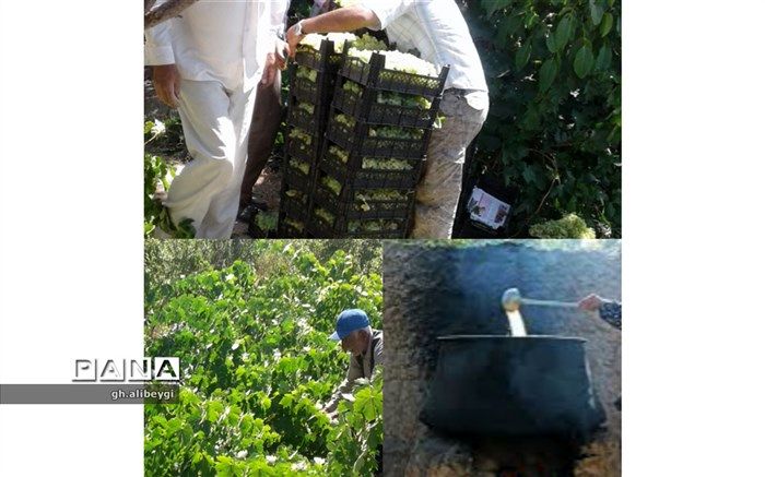 آغاز برداشت و فرآوری انگور در شهرستان بن