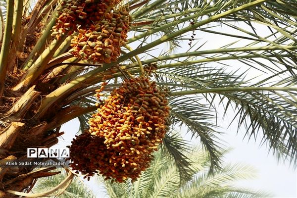 بافق، معدن خرمای استان یزد