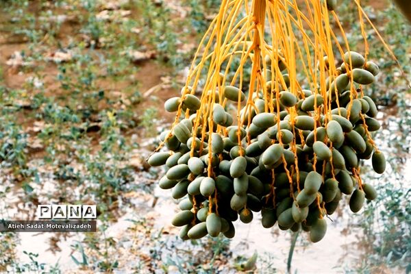 بافق، معدن خرمای استان یزد