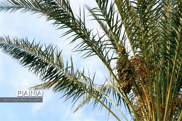 بافق، معدن خرمای استان یزد