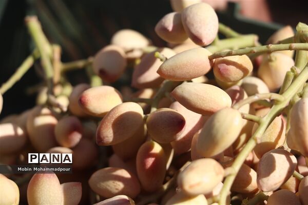 برداشت پسته از باغات ایلخچی