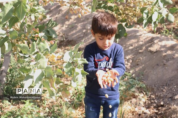 برداشت پسته از باغات ایلخچی