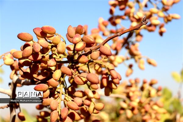 برداشت پسته از باغات ایلخچی