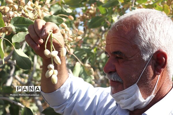 برداشت پسته از باغات ایلخچی