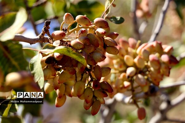 برداشت پسته از باغات ایلخچی