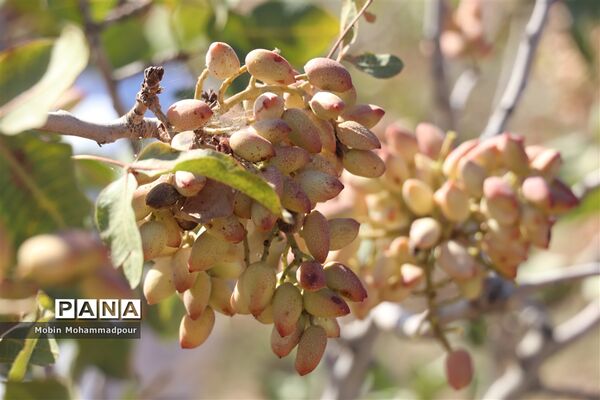 برداشت پسته از باغات ایلخچی
