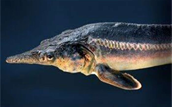 تاسیس موزه ملی خاویار ایران در بندر کیاشهر