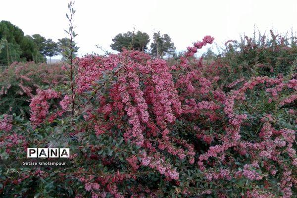 به ثمر رسیدن  زرشک، طلای سرخ شهرستان درمیان