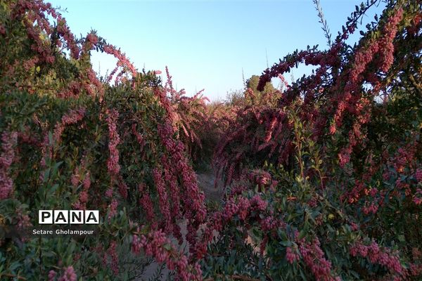 به ثمر رسیدن  زرشک، طلای سرخ شهرستان درمیان