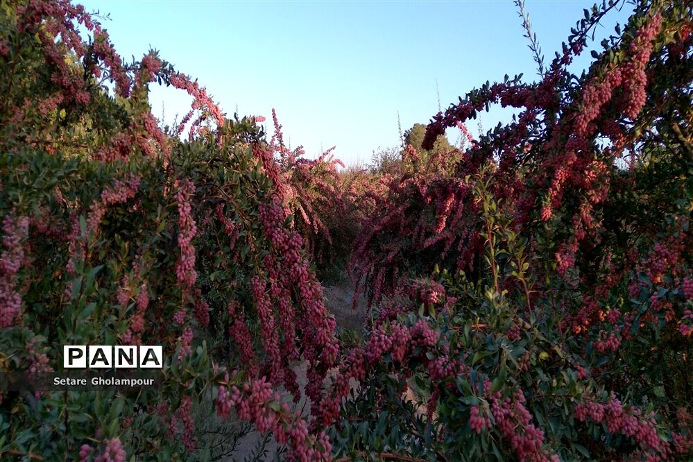 به ثمر رسیدن  زرشک، طلای سرخ شهرستان درمیان
