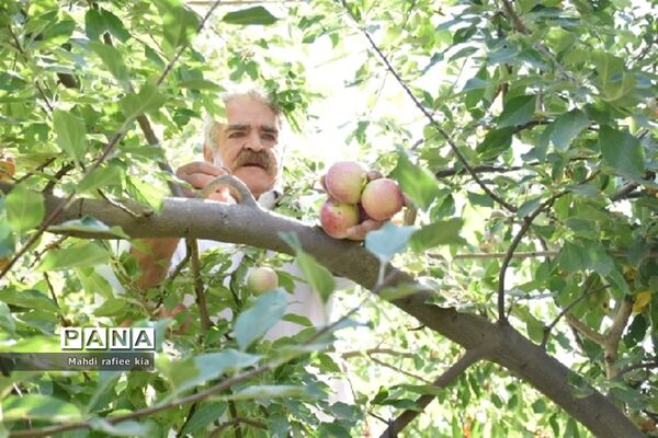 برداشت سیب زنوز