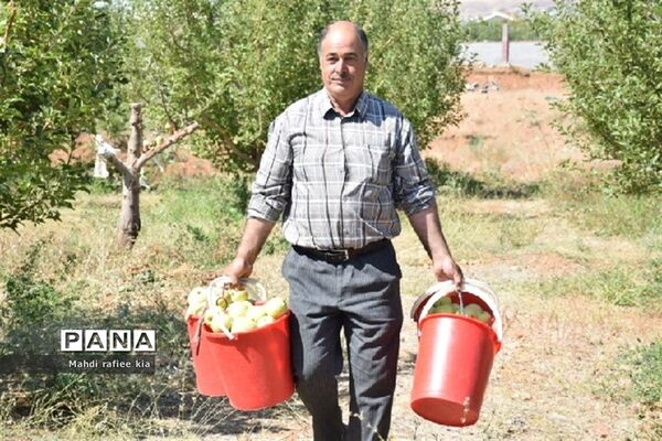 برداشت سیب زنوز