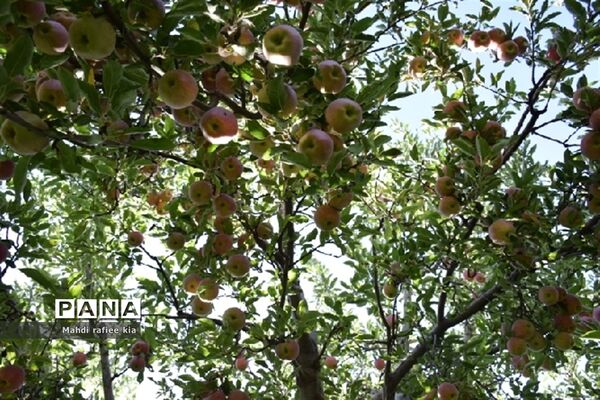 برداشت سیب زنوز