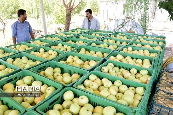 برداشت سیب زنوز