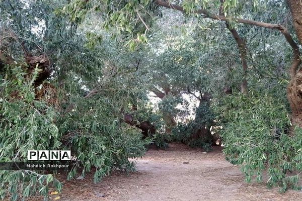 آستان مقدس و گردشگری امامزاده شمس الدین فسون