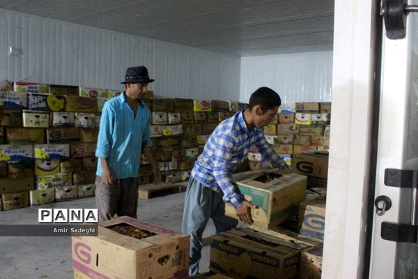 برداشت خرما در منطقه آب پخش استان بوشهر