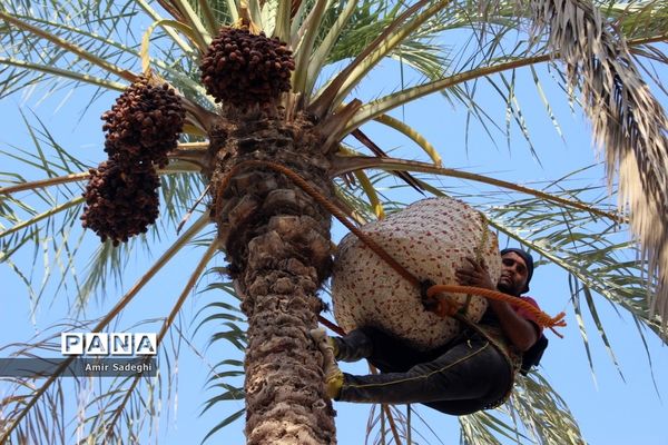 برداشت خرما در منطقه آب پخش استان بوشهر