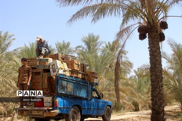 برداشت خرما در منطقه آب پخش استان بوشهر