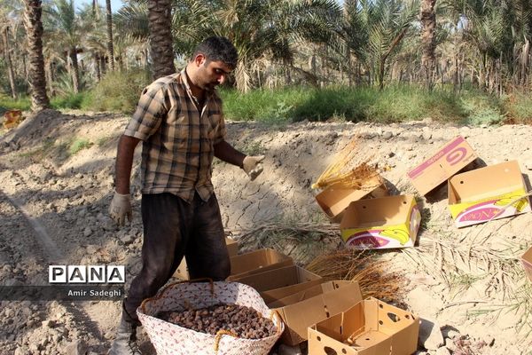 برداشت خرما در منطقه آب پخش استان بوشهر