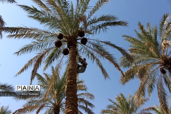 برداشت خرما در منطقه آب پخش استان بوشهر