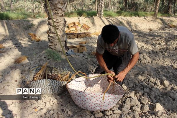 برداشت خرما در منطقه آب پخش استان بوشهر