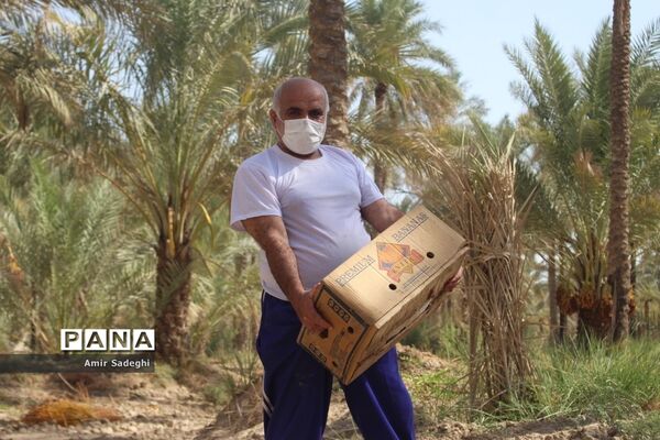 برداشت خرما در منطقه آب پخش استان بوشهر