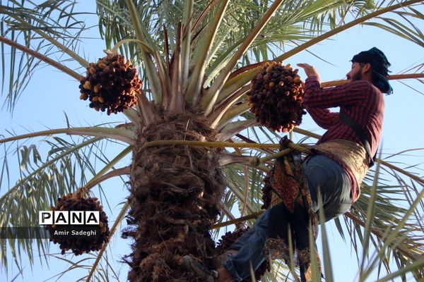 برداشت خرما در منطقه آب پخش استان بوشهر