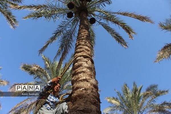 برداشت خرما در منطقه آب پخش استان بوشهر