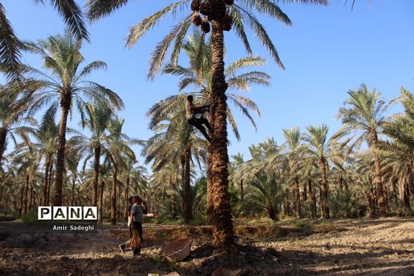 برداشت خرما در منطقه آب پخش استان بوشهر