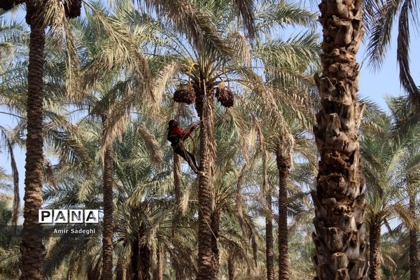 برداشت خرما در منطقه آب پخش استان بوشهر