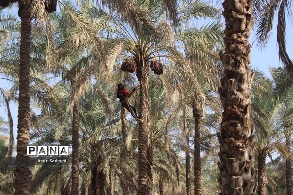 برداشت خرما در منطقه آب پخش استان بوشهر
