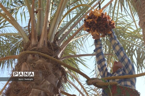 برداشت خرما در منطقه آب پخش استان بوشهر