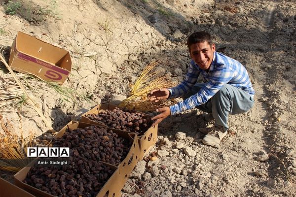 برداشت خرما در منطقه آب پخش استان بوشهر