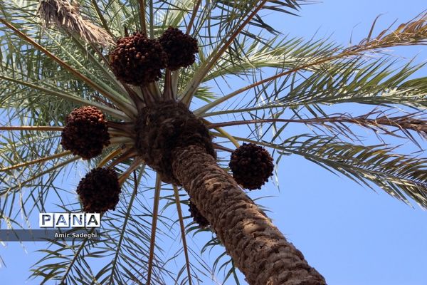 برداشت خرما در منطقه آب پخش استان بوشهر