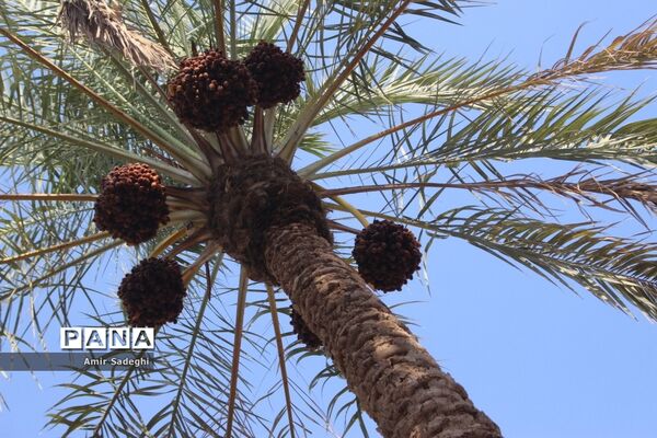 برداشت خرما در منطقه آب پخش استان بوشهر