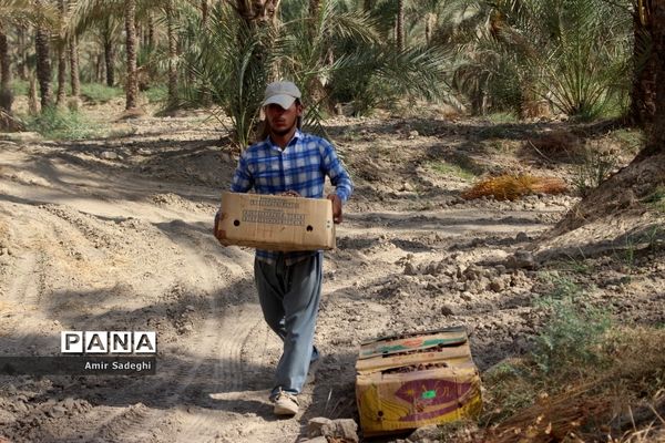 برداشت خرما در منطقه آب پخش استان بوشهر