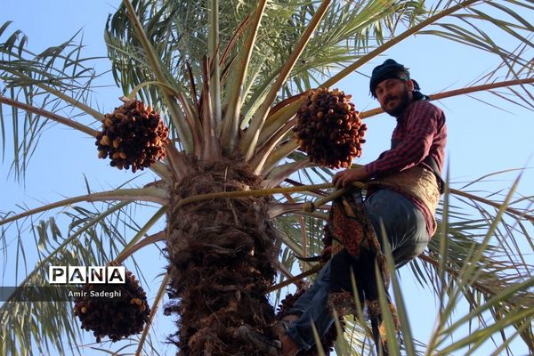 برداشت خرما در منطقه آب پخش استان بوشهر