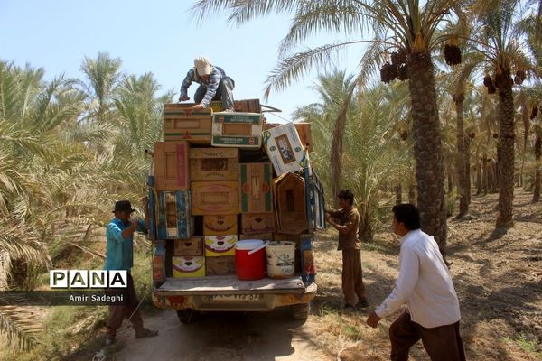 برداشت خرما در منطقه آب پخش استان بوشهر