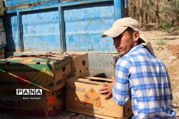 برداشت خرما در منطقه آب پخش استان بوشهر