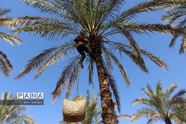 برداشت خرما در منطقه آب پخش استان بوشهر