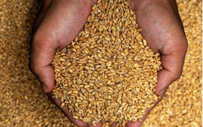توزیع بیش از یک هزارتن بذر غلات در نیشابور