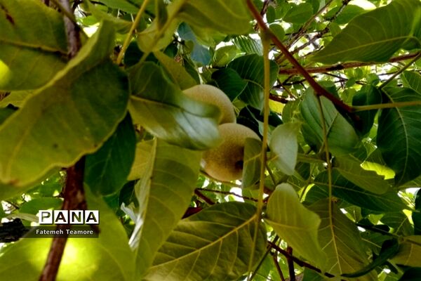 برداشت گردو در باغ‌های تویسرکان