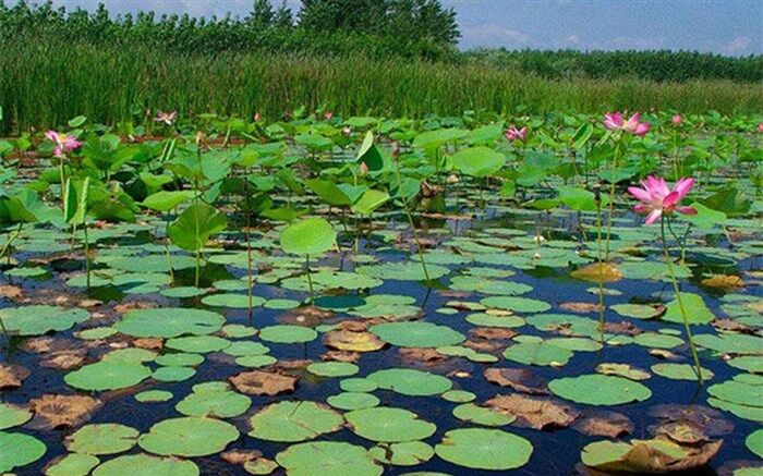 ۱۴ میلیارد تومان اعتبار برای احیای تالاب انزلی نیاز است