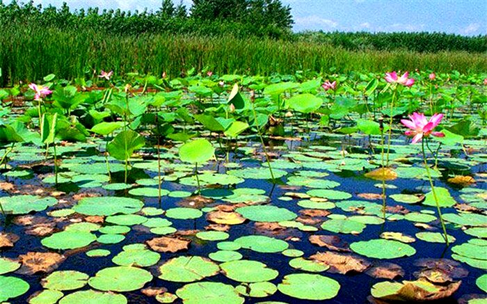 ۱۴ میلیارد تومان اعتبار برای احیای تالاب انزلی نیاز است