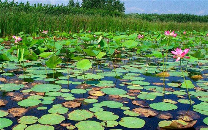 ۱۴ میلیارد تومان اعتبار برای احیای تالاب انزلی نیاز است